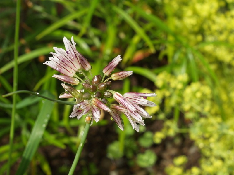 Allium tubiflorum photo 3