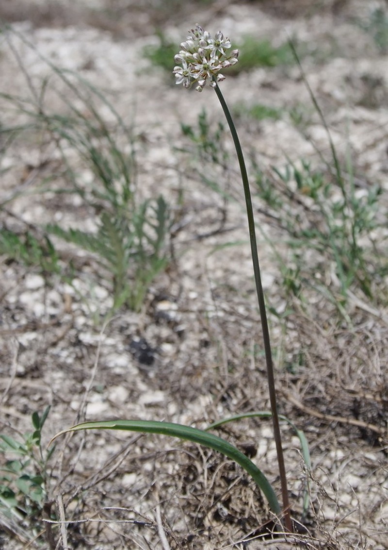 Allium tulipifolium photo 2
