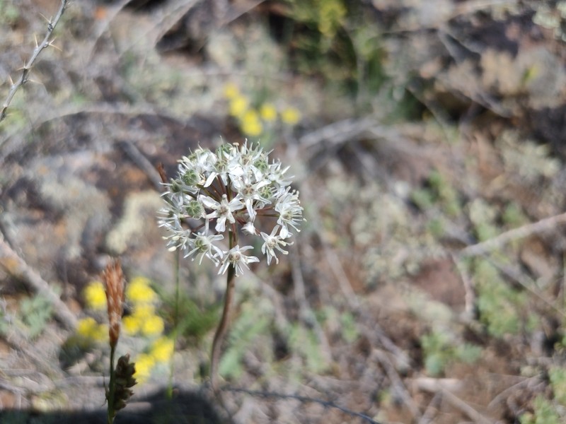 Allium tulipifolium photo 3