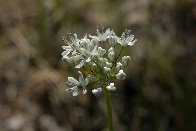 Allium tulipifolium photo 4