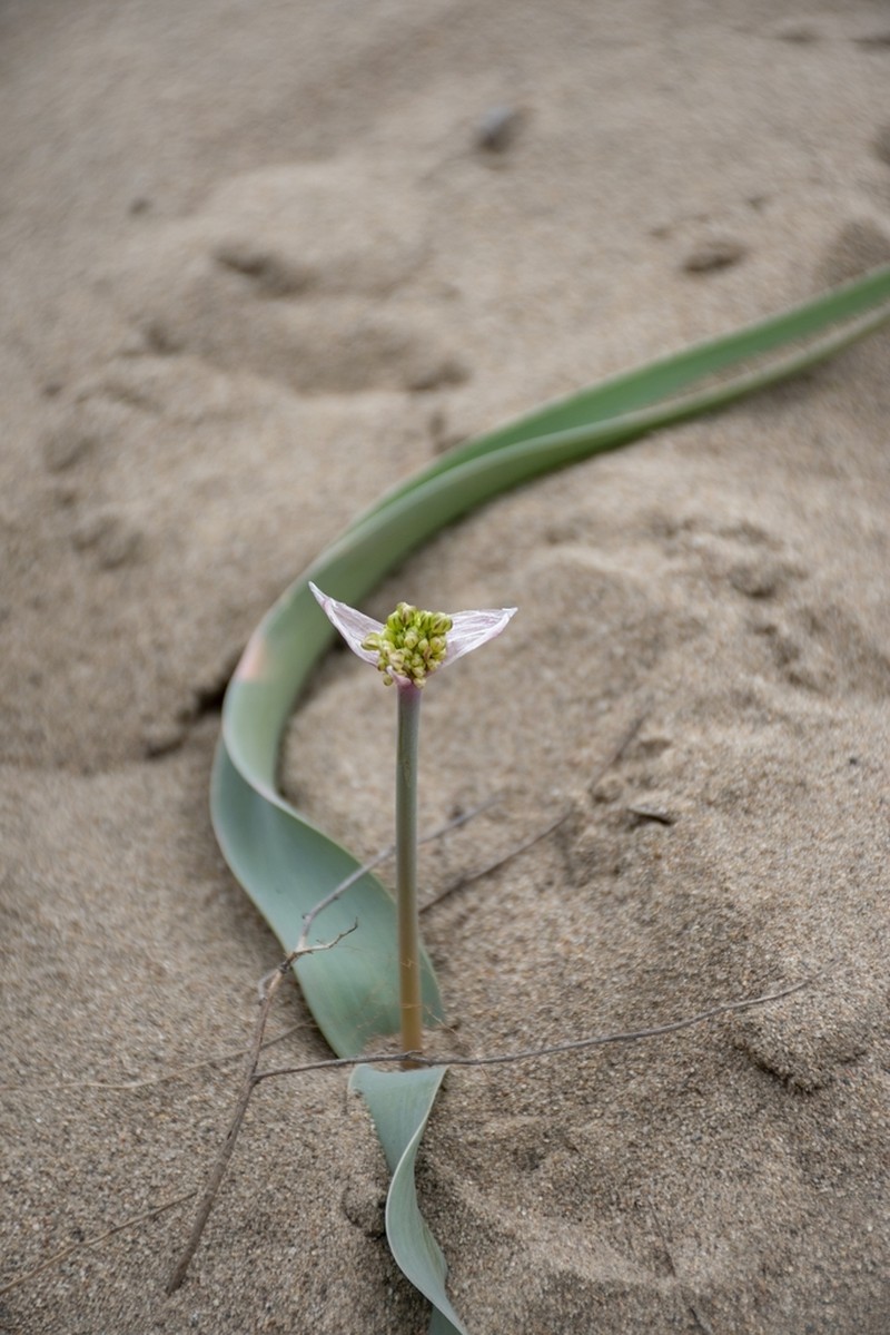 Allium tulipifolium photo 5