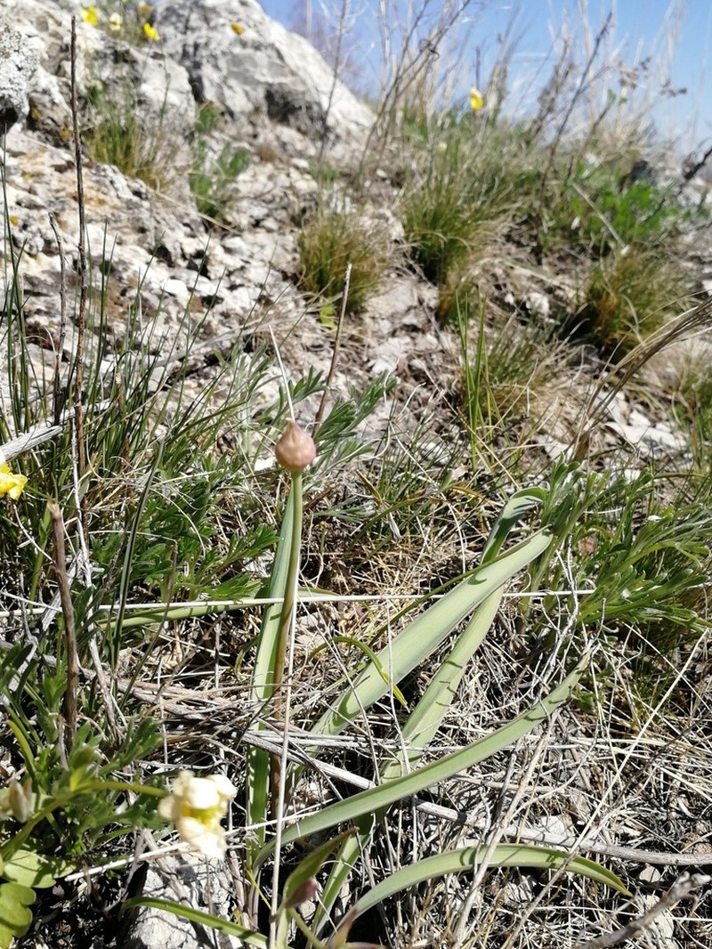 Allium tulipifolium photo 6
