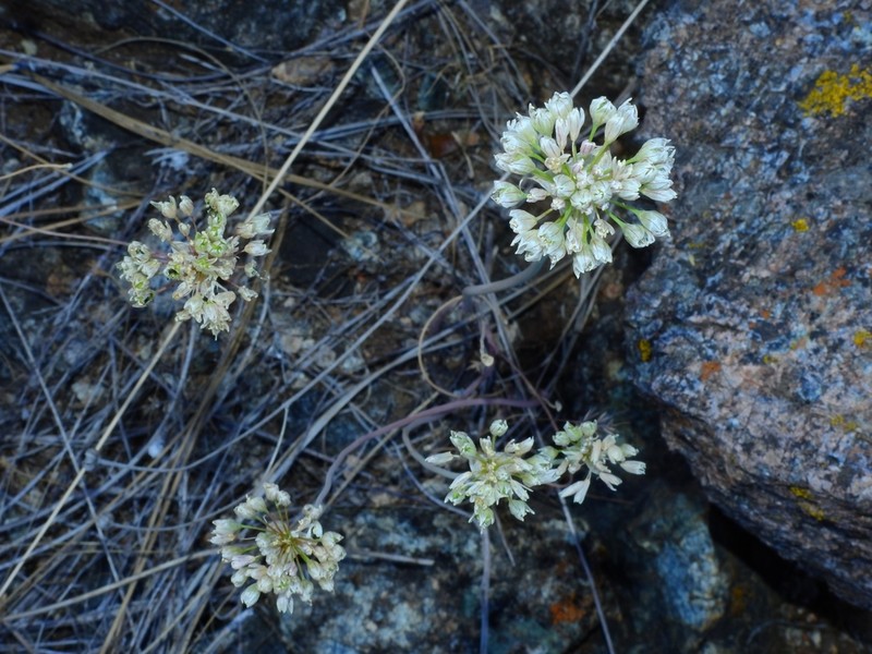 Rawhide Hill Onion photo 3