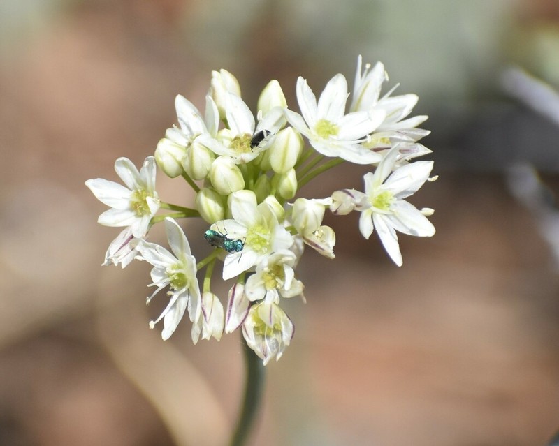 Rawhide Hill Onion photo 4