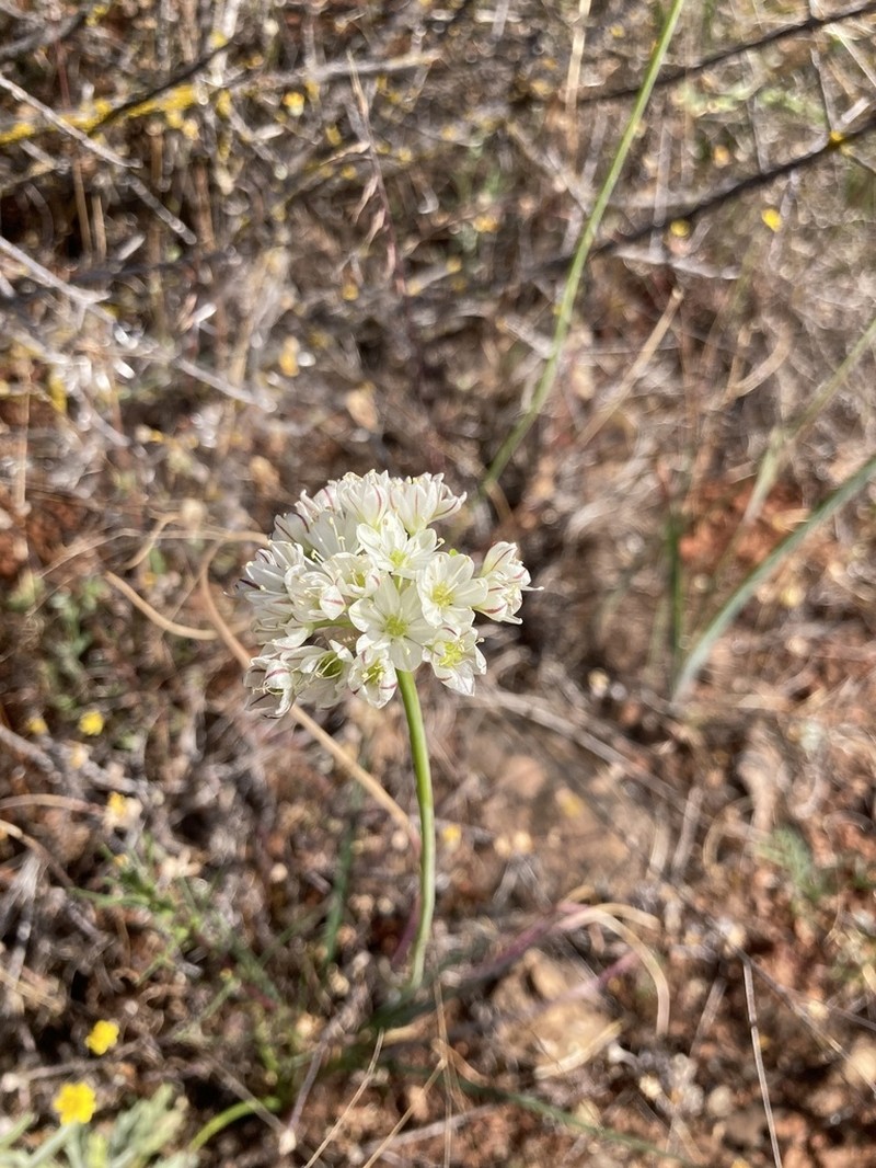 Rawhide Hill Onion photo 5