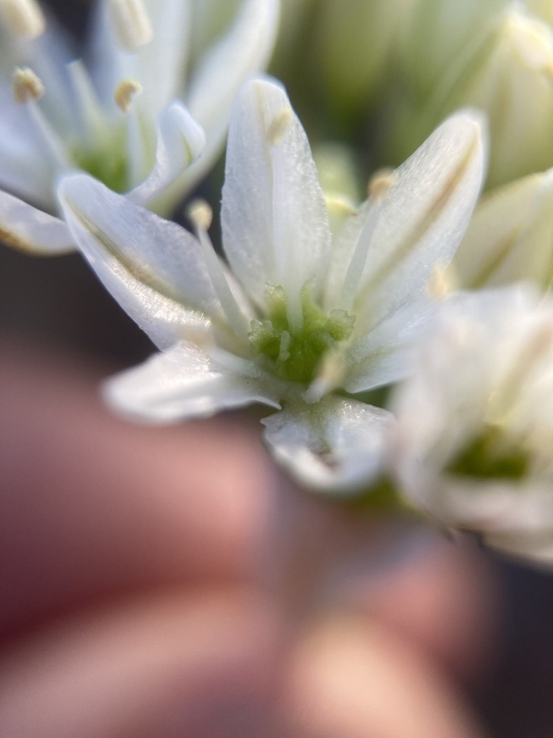 Rawhide Hill Onion photo 6