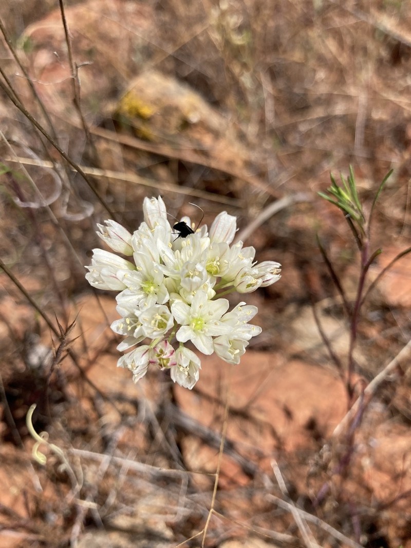 Rawhide Hill Onion photo 7