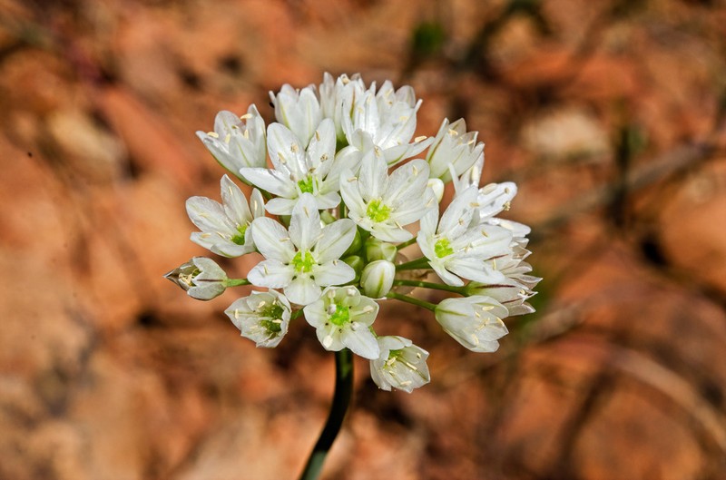 Rawhide Hill Onion photo 8