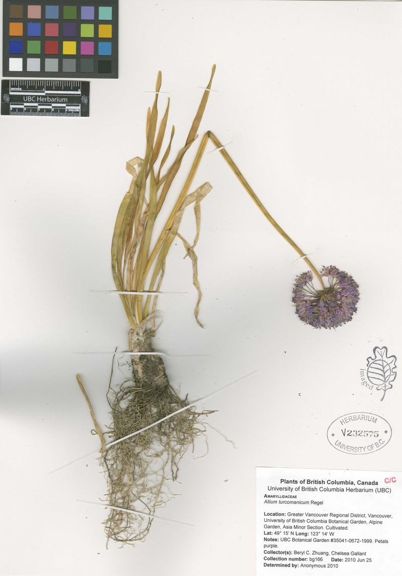 Allium turcomanicum