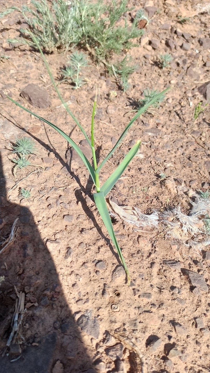 Allium turkestanicum