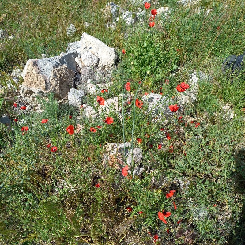 Allium turkestanicum photo 2
