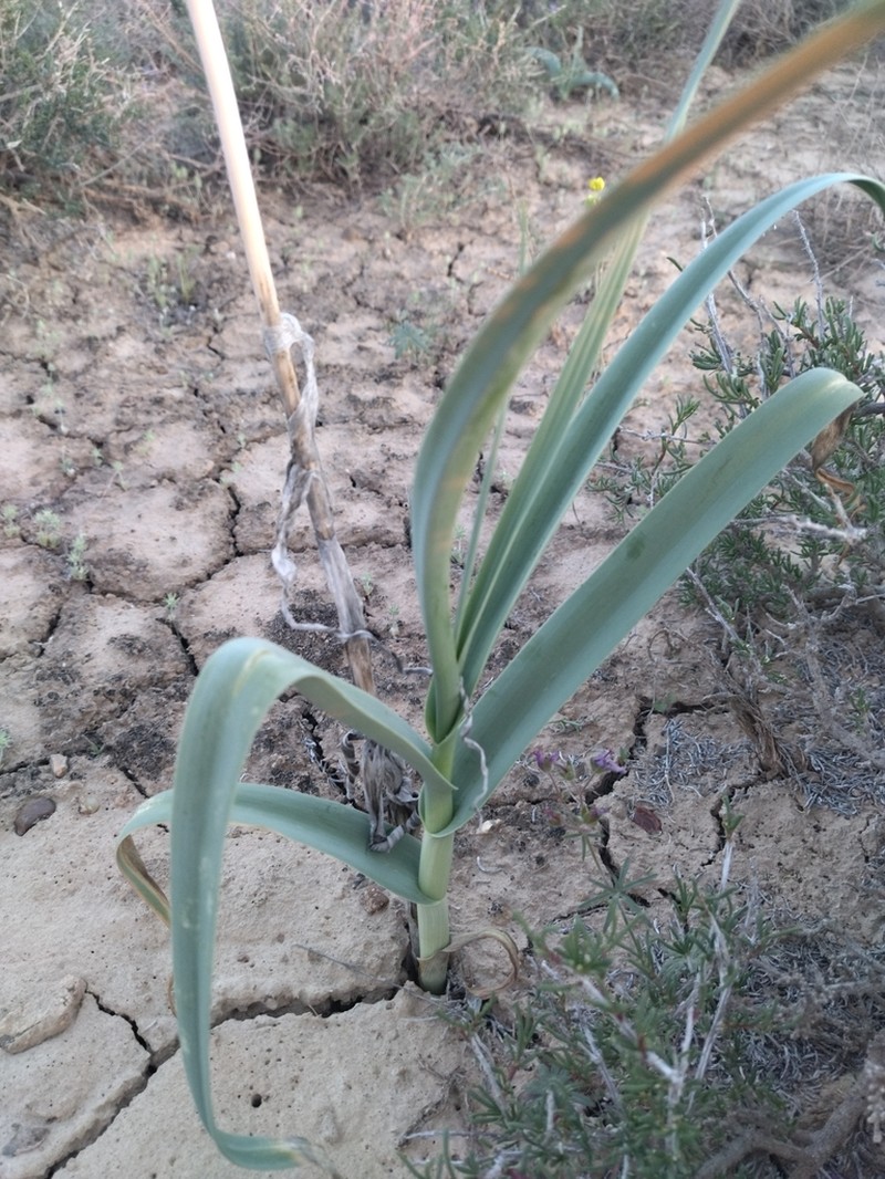 Allium turkestanicum photo 3