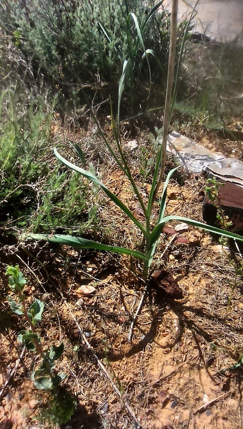 Allium turkestanicum photo 4