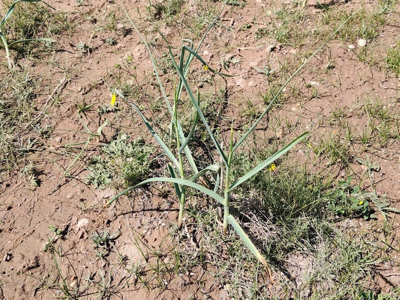 Allium turkestanicum photo 5