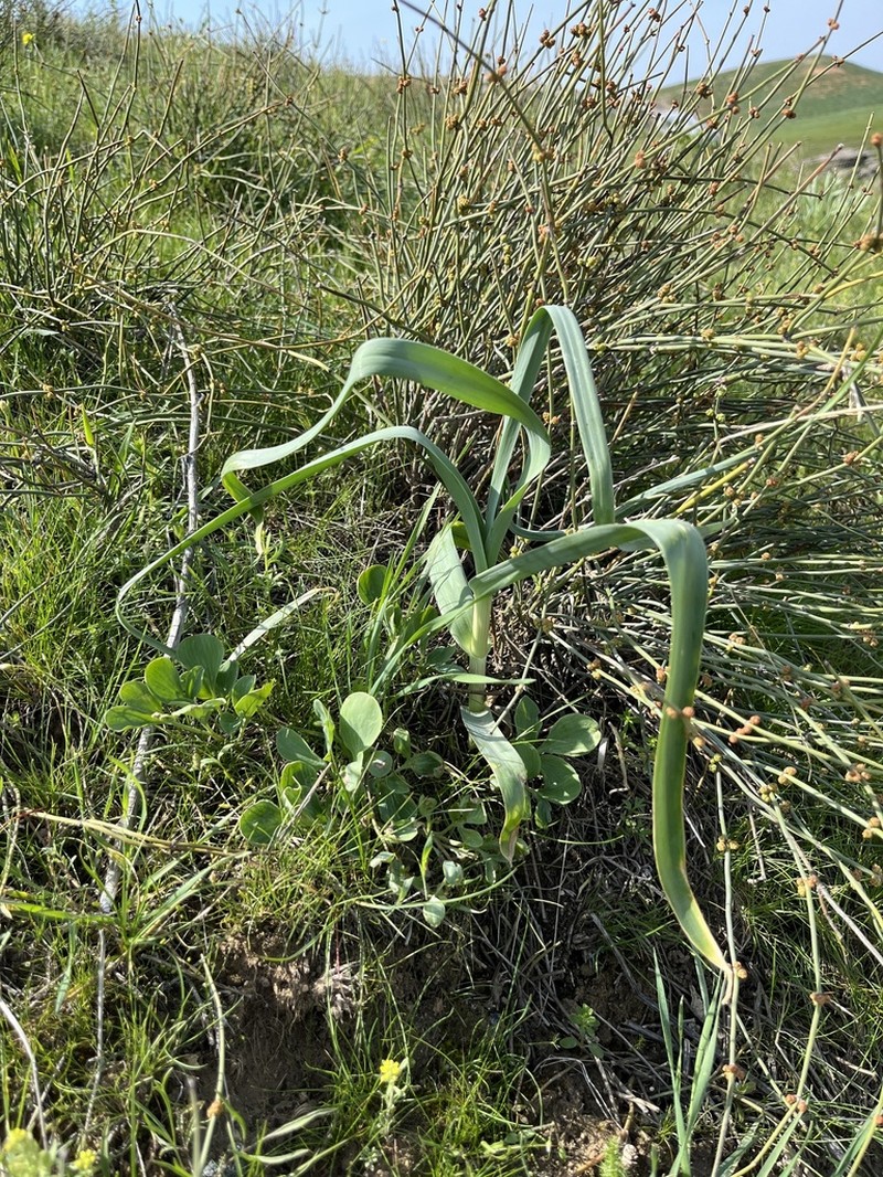 Allium turkestanicum photo 6