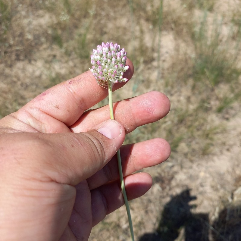 Allium turkestanicum photo 7