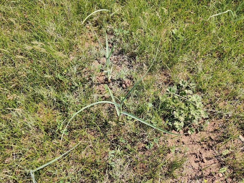 Allium turkestanicum photo 8