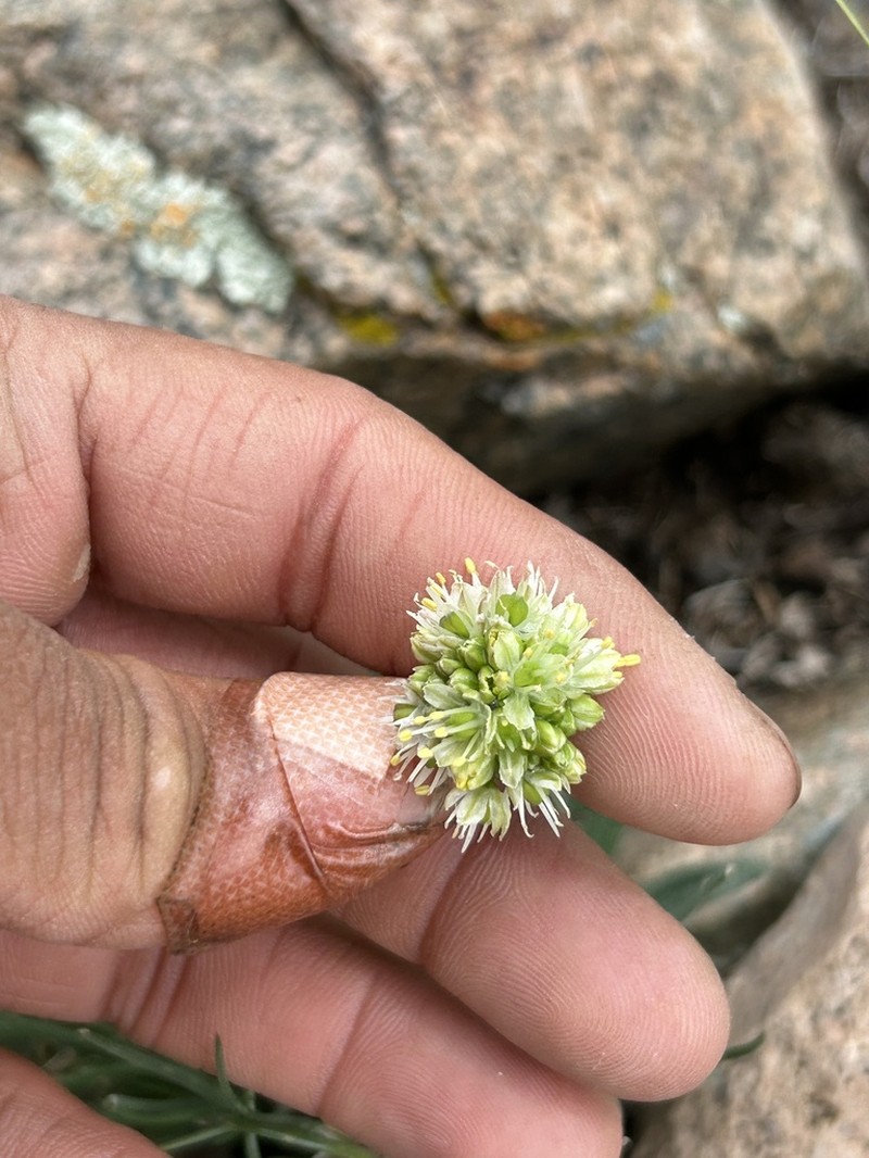 Allium tuvinicum