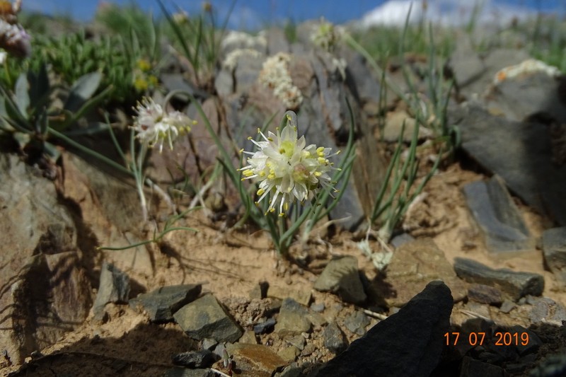 Allium tuvinicum photo 2