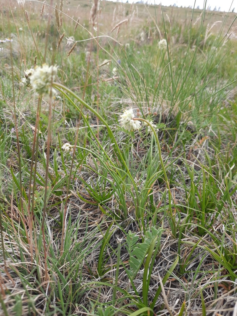 Allium tuvinicum photo 3