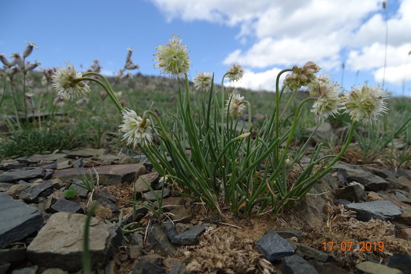 Allium tuvinicum photo 4