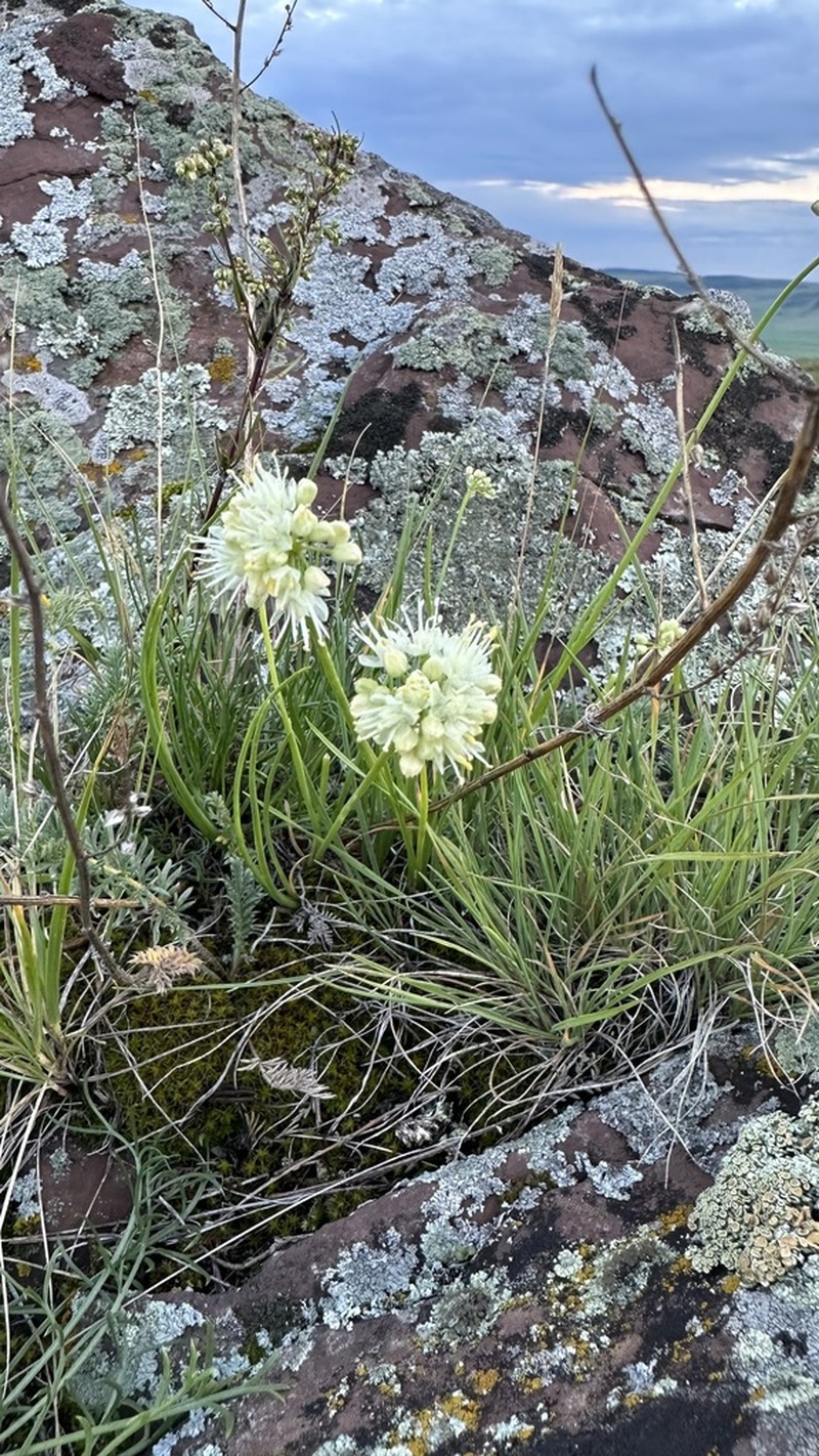 Allium tuvinicum photo 5
