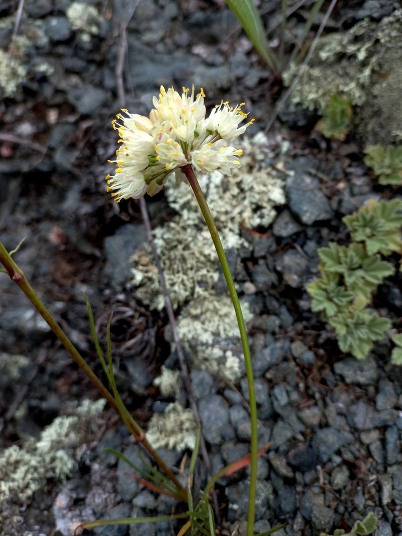 Allium tuvinicum photo 6
