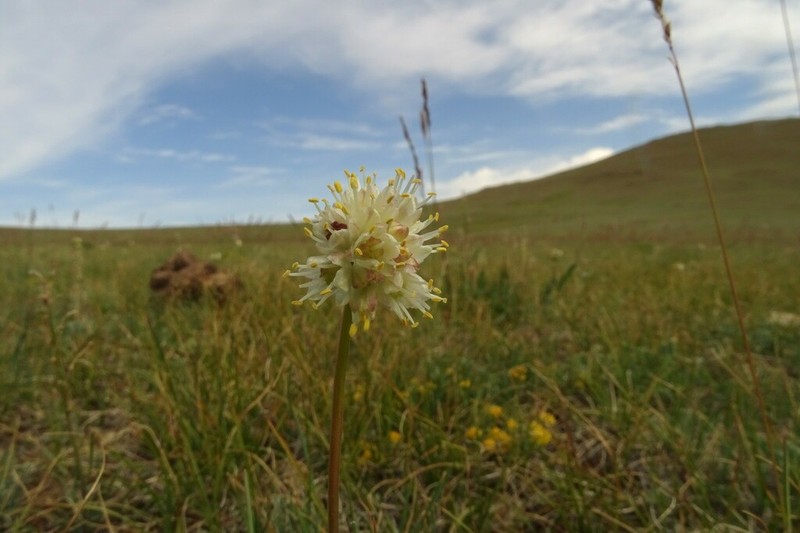 Allium tuvinicum photo 7