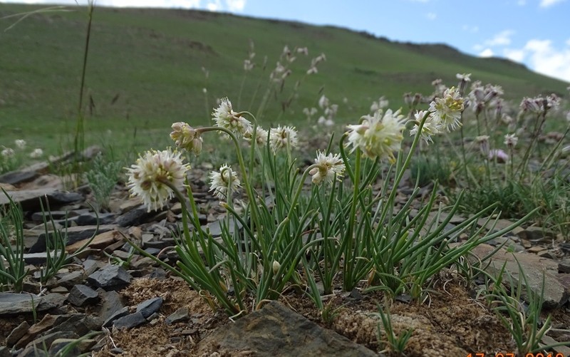 Allium tuvinicum photo 8
