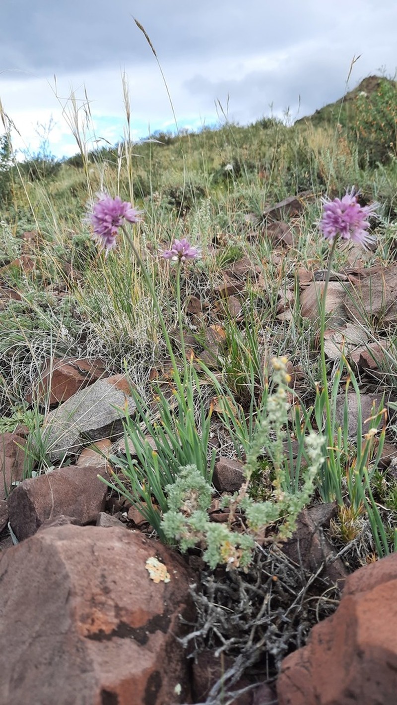 Allium tytthocephalum