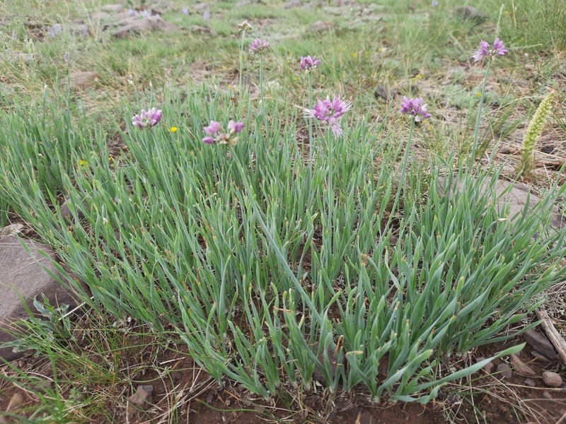 Allium tytthocephalum photo 2