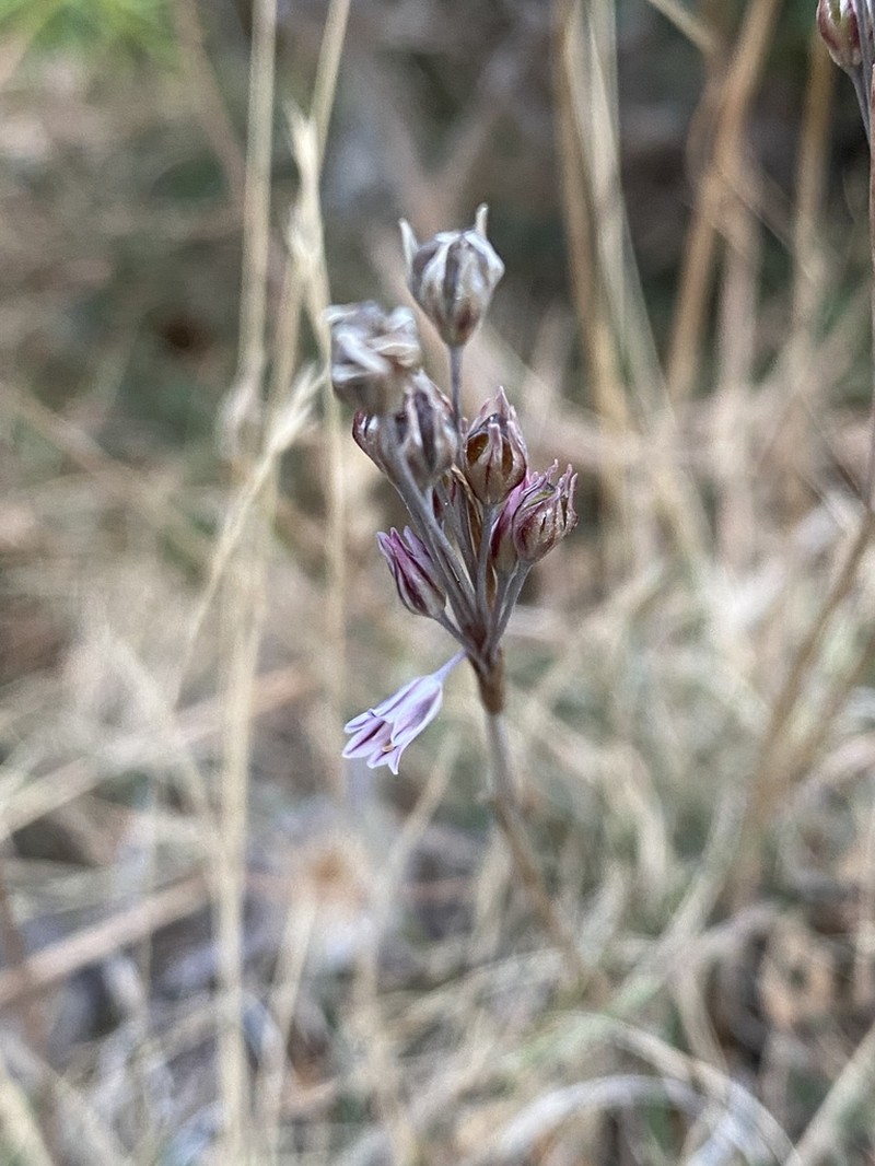Allium tzanoudakisanum