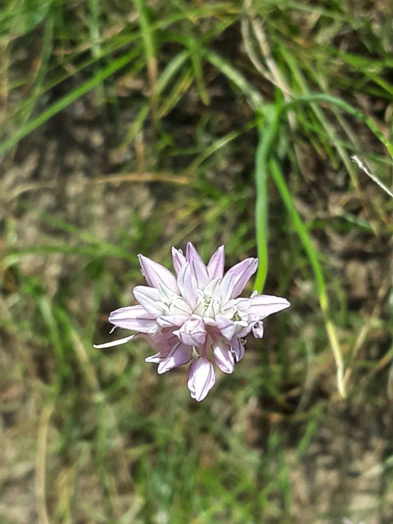 Allium umbilicatum