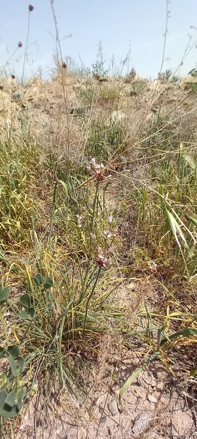 Allium umbilicatum photo 2