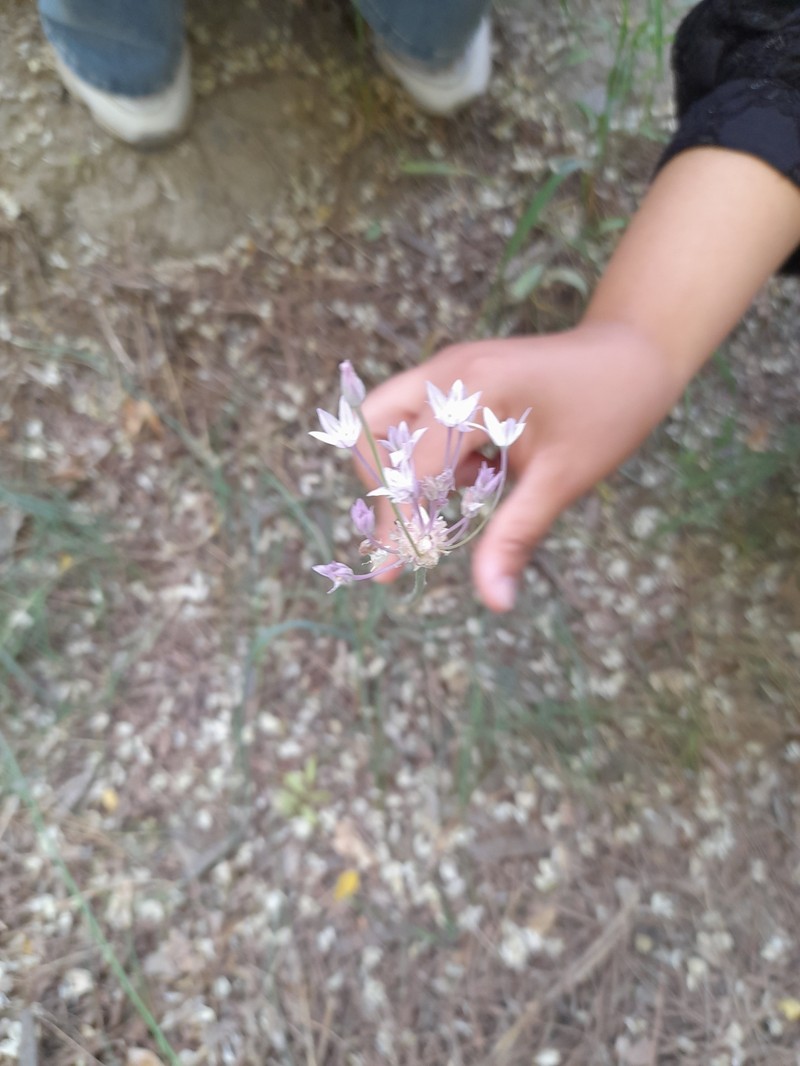 Allium umbilicatum photo 5