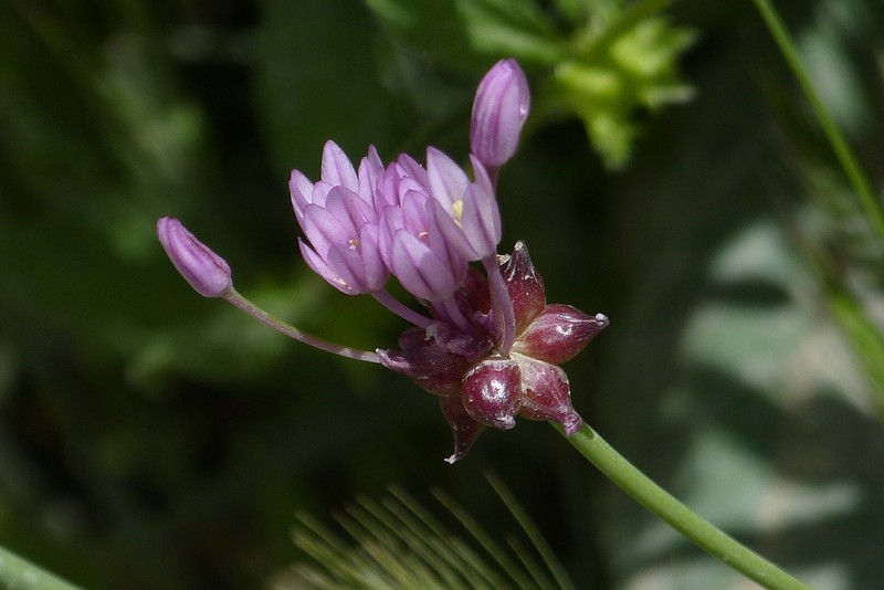 Allium umbilicatum photo 7
