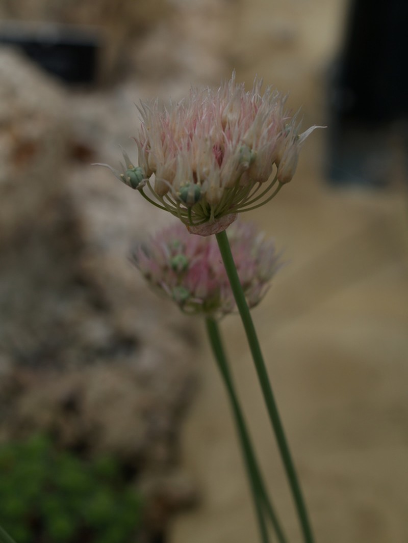 Allium umbilicatum photo 8