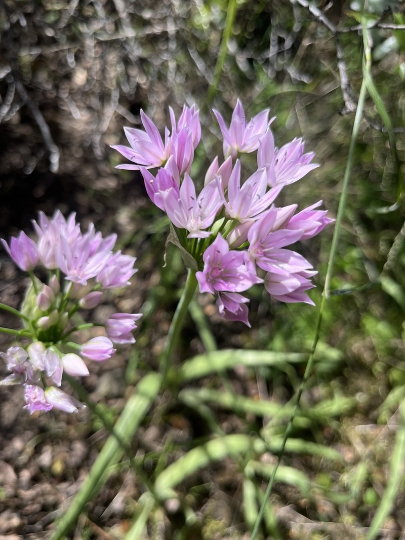 Oneleaf Onion photo 6