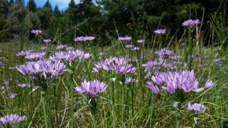 Oneleaf Onion photo 8