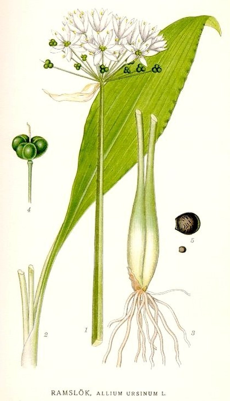 Bear Garlic photo 2