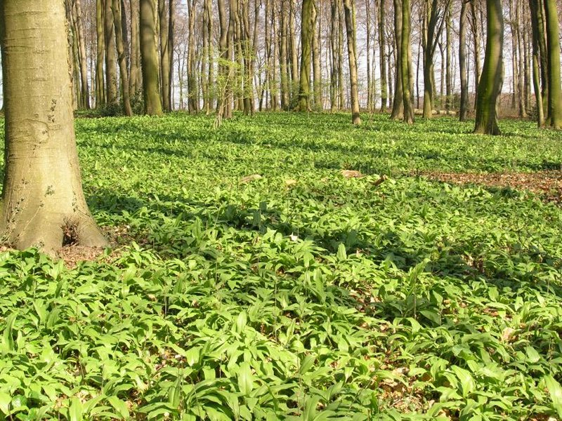 Bear Garlic photo 3