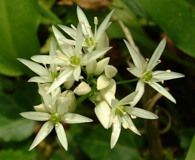 Bear Garlic photo 4