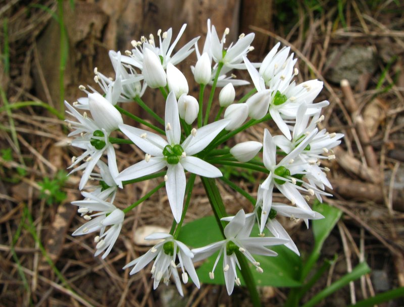 Bear Garlic photo 5