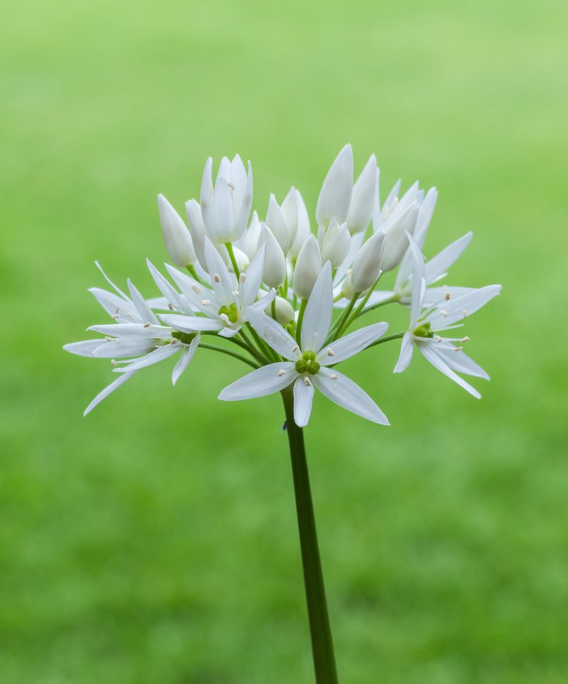 Bear Garlic photo 7