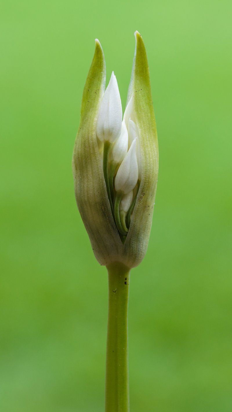 Bear Garlic photo 8