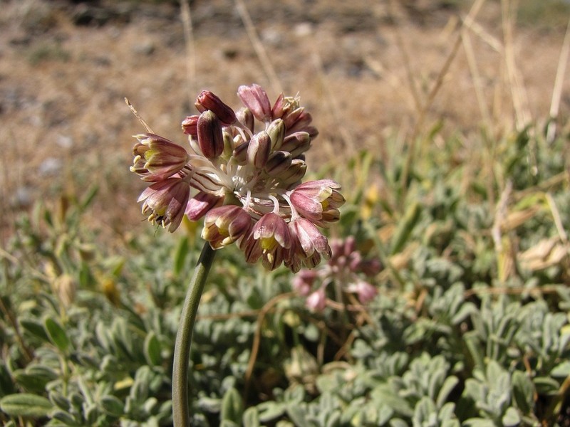 Allium valdesianum photo 7