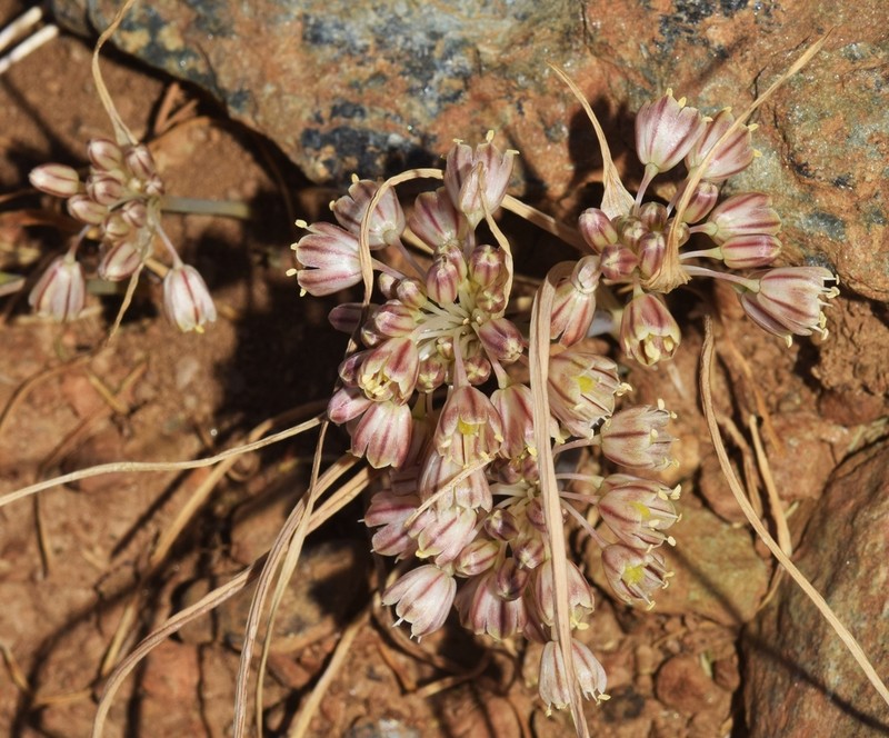 Allium valdesianum photo 8