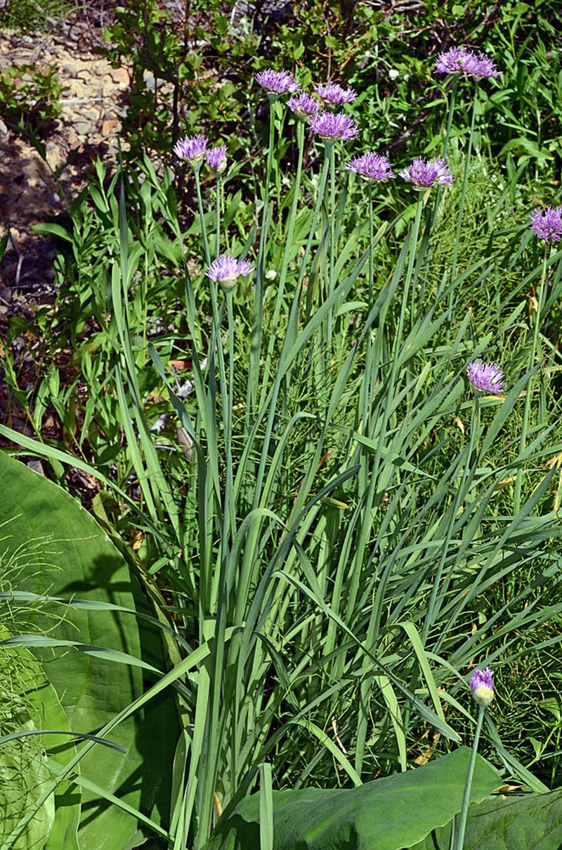 Pacific Onion photo 2