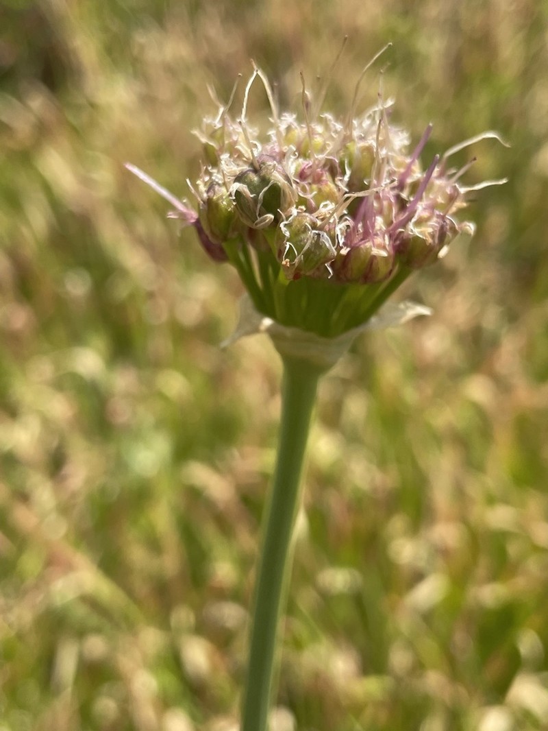 Pacific Onion photo 3