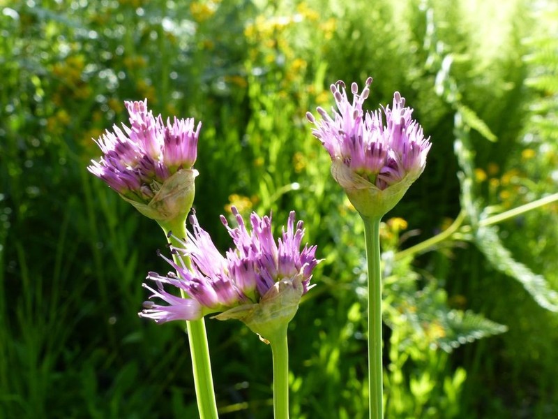 Pacific Onion photo 4